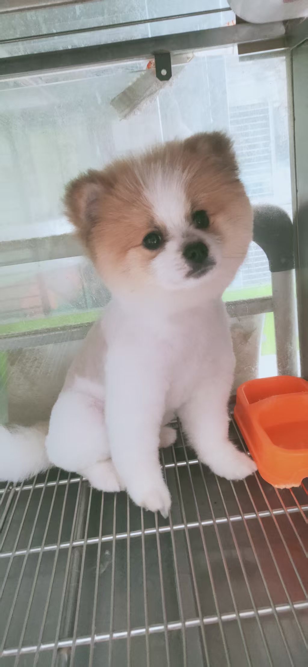 精品黄白俊介博美弟弟